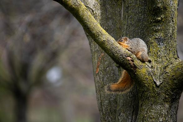 A photograph of a very tired squirrel splayed out on a branch.