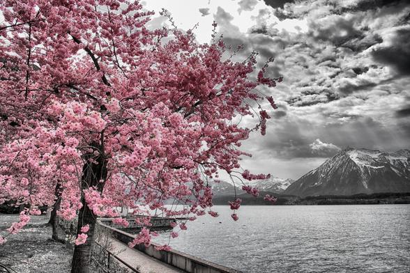 Schwarzweissfotografie mit Selektivfarbe Rosa eines blühenden Kirschbaums an einem See mit Bergen im Hintergrund.