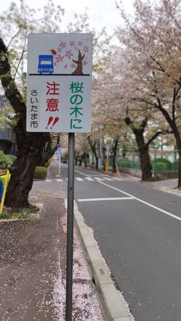 A road sign on a parkway lined with cherry trees in bloom but lots of petals have hit the ground already. The sign's text just warns of cherry trees with an illustration of a tree throwing its oversized blossoms at a truck. The idea appears to be that trucks need to watch out for branches as well as slippery surfaces after rain.