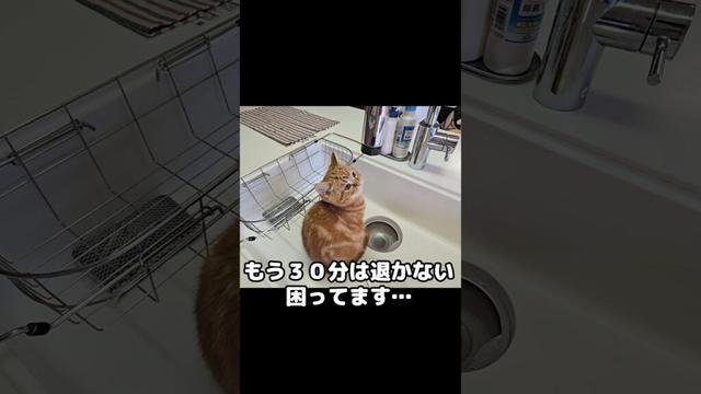 子猫がシンクから出てくれないのでそのまま水を流したら...笑#shorts
