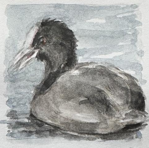 Blesshuhn, es hat den Schnabel leicht geöffnet. Es ist seitlich zu sehen, wie es auf dem Wasser schwimmt.