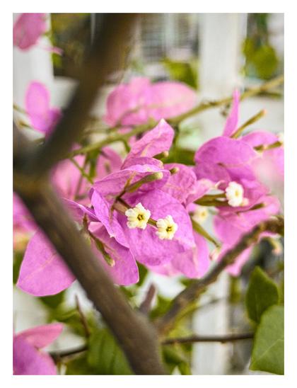 A close-up view of vibrant pink bougainvillea flowers.