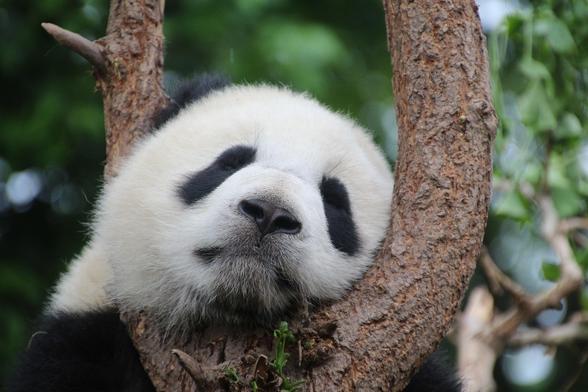 Picture of a big panda. Its head rests between two branches of a tree.

Image by <a href="https://pixabay.com/users/cimberley-2163857/?utm_source=link-attribution&utm_medium=referral&utm_campaign=image&utm_content=1236875">Cim</a> from <a href="https://pixabay.com//?utm_source=link-attribution&utm_medium=referral&utm_campaign=image&utm_content=1236875">Pixabay</a>