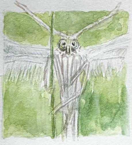 Aquarellskizze eines Teils einer Federmotte. Man sieht den Kopf, einen Teil des Rumpfs und ein wenig von den Flügeln.