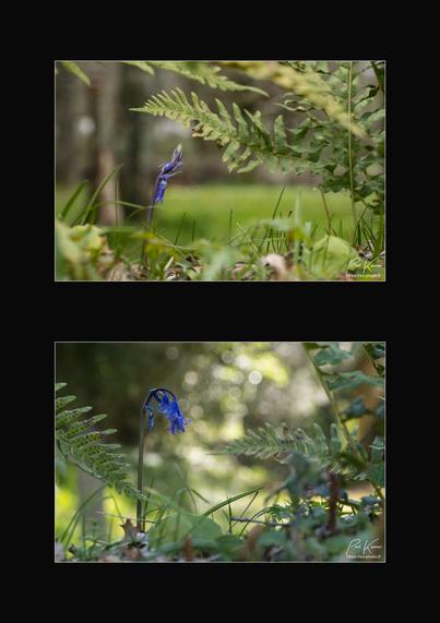 Diptyque sur fond noir en format vertical de deux photos en couleur d'un plant de jacinthe des bois, photographié à une semaine d'intervalle. Sur la première, seule une « clochette » est ouverte, les autres étant encore fermées alors que sur la seconde photo, une semaine plus tard, la « clochette » ouverte la première, est maintenant fanée, alors que les autres « clochettes » sont ouvertes et semblent plus lourdes, faisant plier la hampe de leur pied. Sur les deux photos, la jacinthe des bois se trouve sur un sommet de talus, entourée de plants de fougère, devant un arrière-plan. flou, hors focus.