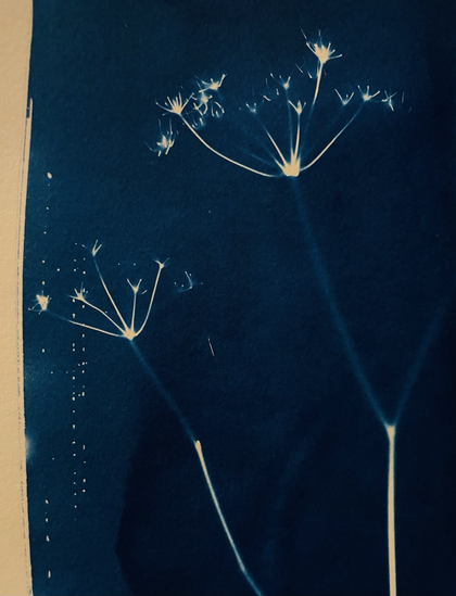 Détail de cyanotype : des ombelles sèches et des pointillés blancs