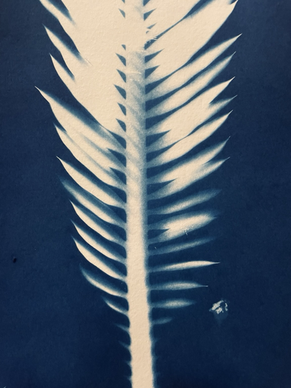 Détail de cyanotype : une grande feuille dentelée comme une plume