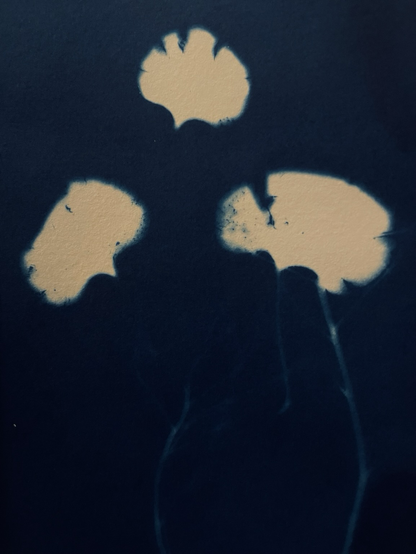 Détail de cyanotype : des pétales de fleurs