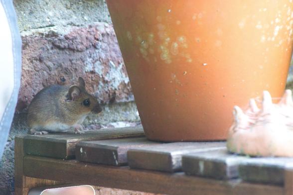 eine Maus sitzt auf einem Holzregal mit Mauer im Rücken. Vor der Maus: ein Blumentopf. Ein Pfötchen ist leicht angehoben.