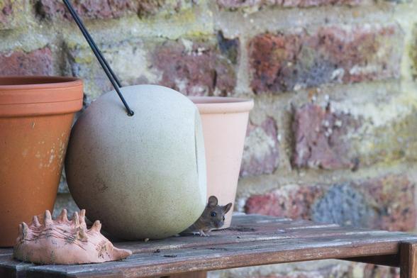 Holzregal vor Mauer. Zwischen zwei Blumentöpfen steht eine Betonkugel mit Öffnung (Vogelfutterkugel). Eine Maus lugt um die Kugel herum.