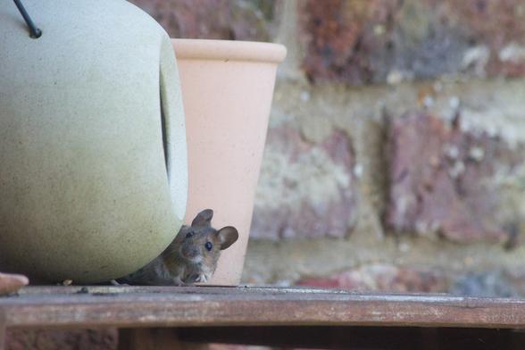 Holzregal vor Mauer. Zwischen zwei Blumentöpfen steht eine Betonkugel mit Öffnung (Vogelfutterkugel).Eine Maus lugt um die Kugel herum und hat den Kopf leicht schräg. Sie ist wohl kurz davor, in die Kugel zu klettern