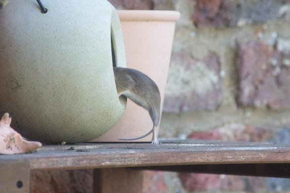 Holzregal vor Mauer. Zwischen zwei Blumentöpfen steht eine Betonkugel mit Öffnung (Vogelfutterkugel). Eine Maus ist mit dem Kopf und den Vorderbeinchen in der Kugel drin, Der Rest des Körpers hängt heraus. Mit den Hinterbeinchen steht sie noch vor der Kugel. Die kleinen Zehen sind sichtbar. Der Schwanz macht eine Kurve nach links.