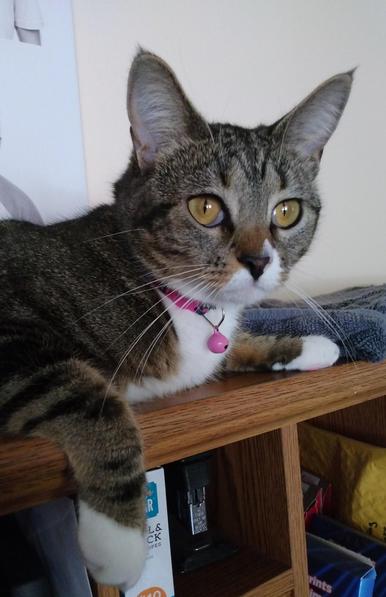 Pax, our young tabby cat with white markings, is lying with her head up on top of a desk cabinet.  Her big amber-colored eyes are wide open, looking to the right.  One striped foreleg with a little white mitten is dangling over the edge of the cabinet.