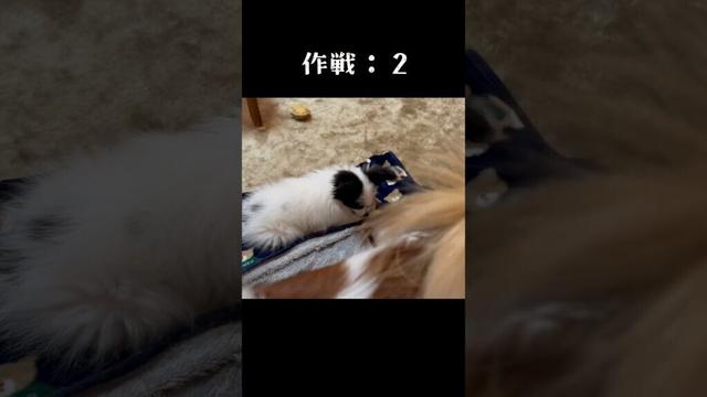 妹のお尻を嗅ぎたい！　 #パピヨン #papillon #可愛い　#子犬お迎え