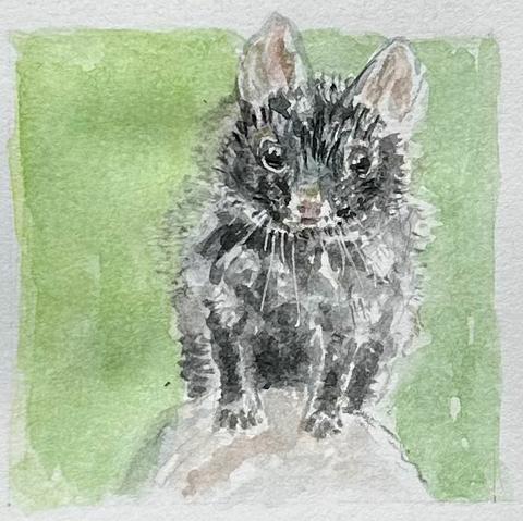 Aquarellskizze eines Beutelmarders aus Australien, der af einem Stein steht
Man sieht die beiden Vorderpfoten auf dem Stein stehen. Es ist ein  östliche Quoll mit schwarzem Fell und weißen Flecken.