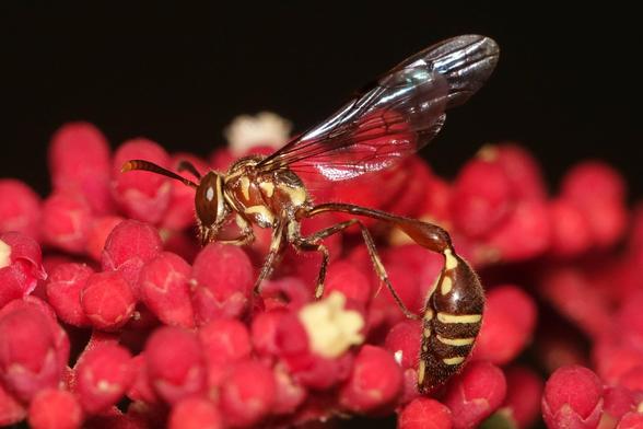 A wasp feeding on a group of small, red flowers. The body is red with yellow patches. A long,` thin stalk attaches the abdomen to the body.