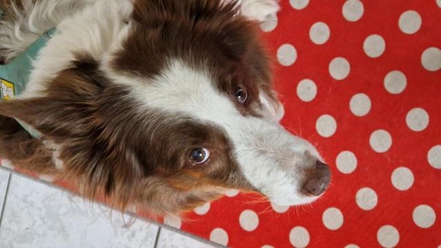 Hund blickt vorwurfsvoll