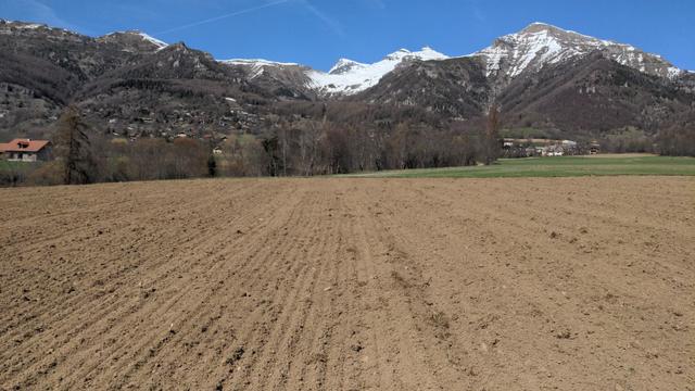 Parcelle fraîchement semée de lentilles