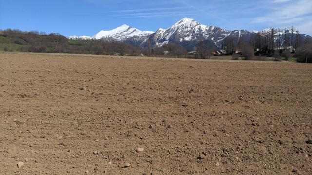 Parcelle fraîchement semée de lentilles