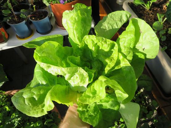 Ein frisch geernteter Kopfsalat wird in einer Hand gehalten. Die Blätter sind groß, sattgrün und leicht gewellt mit einer glatten Oberfläche. Das Licht der Sonne bringt die Struktur und Frische der Blätter deutlich zur Geltung. Im Hintergrund stehen mehrere Pflanztöpfe mit kleinen Gemüsepflanzen auf einem weißen Tisch.