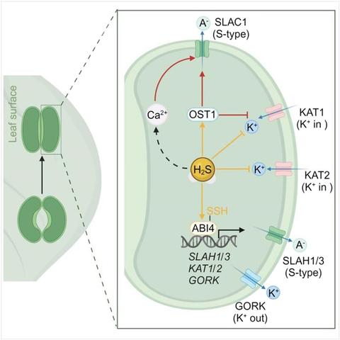 Diagram of a closed stomatal guard with an inset enlargement to illustrate the mechanism by which cell hydrogen sulfide (H2S) modulates guard cell function by inhibiting inward-rectifying potassium channels through protein persulfidation.