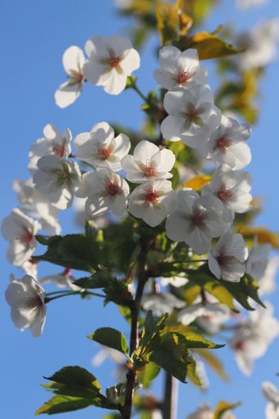 Cherry "Snow Goose" - blossom with mostly white petals tinged pink carried on an upright branch. The blossom nods down at the camera.