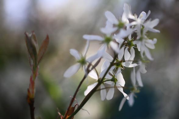 Amelanchier - white blossom with thin, pointed petals. The shadowy branches look dreamlike and hazy.