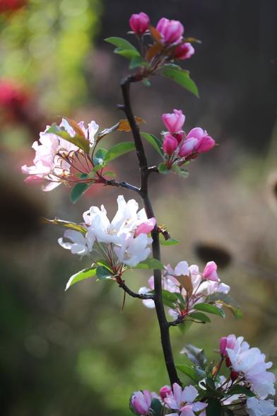Fastigiate Crabapple - Light pink blossoms turning white in the sun. The upright branch weaves a little.
