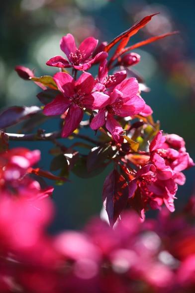 Crabapple "Royalty" - deep pink blossom against dark branches. The foreground is a mass of pink. It's raucous and over the top.