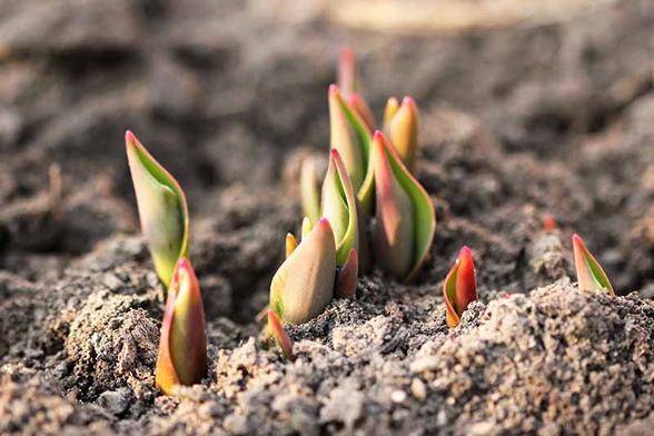 Tulips beginning to sprout in a local garden.