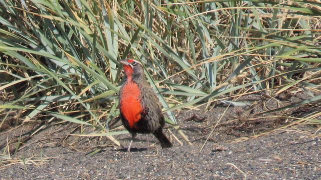 Eine Leuca patagonica in Pose