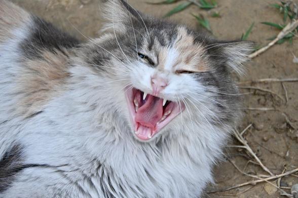 A yawning cat