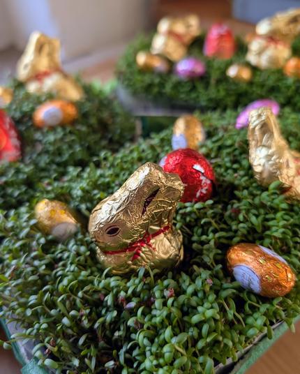 Ein Osterarrangement mit kleinen Schoko-Osterhasen und bunten Schoko-Eiern, die zwischen dicht gewachsener frischer Kresse stehen. Die goldenen Hasen mit rotem Halsband stechen zwischen dem satten Grün und den bunt glänzenden Folien der Eier hervor. Das Ganze wirkt wie eine essbare Frühlingswiese, detailreich und liebevoll gestaltet.
