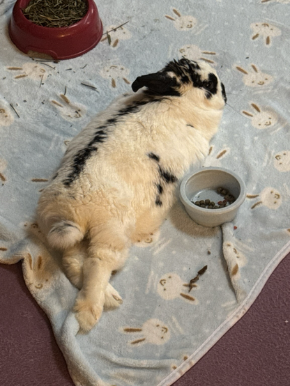 Bunny lies relaxing, with back legs crossed tidily
