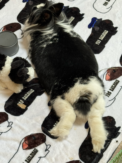 Fluffy thumpers of a rabbit are splooted back, with legs taking on a froggy look.