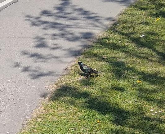 a lone starling at some dropped food on the footpath.