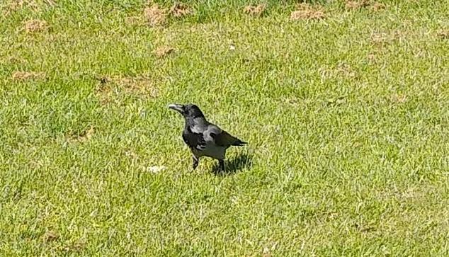 one crow and their cracker on grass.