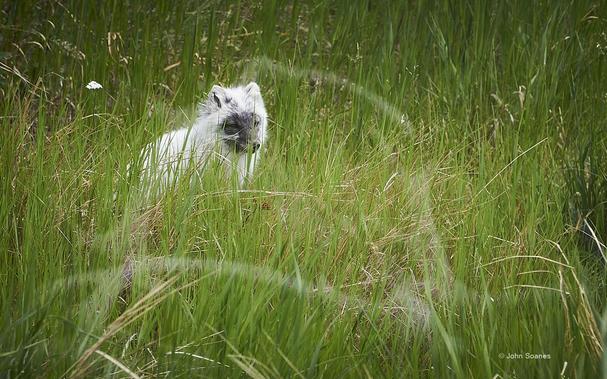 An Arctic Fox, with white fur and a black muzzle, running through tall, green grass.