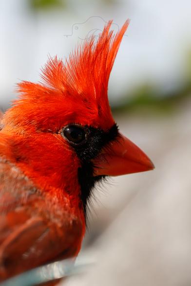 Close-up of the right side of a male cardinal