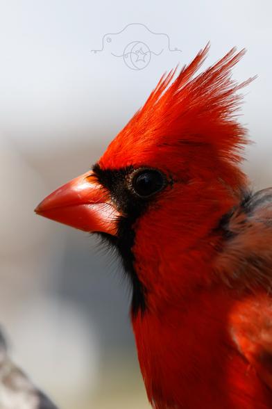 Close-up of the left side of a male cardinal