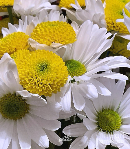 Daisies and Yellow Mums