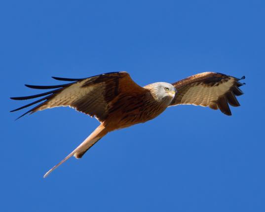 A red kite with its wing spread 
In the blue skye