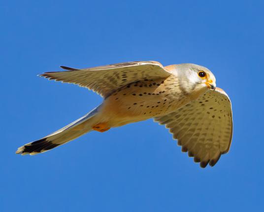 A kestrel with almost the same pose as the Red kite in the previous photo