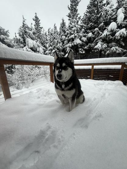 Our Alaskan Malamute, Nika, sits in deep, fresh snow on the deck.  The spruce trees behind her are draped in heavy snow.
