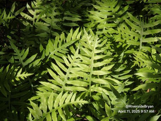 Peeking into a forested area with the ground covered with leafy ferns, and the sunlight shining between the trees to illuminate the ferns.