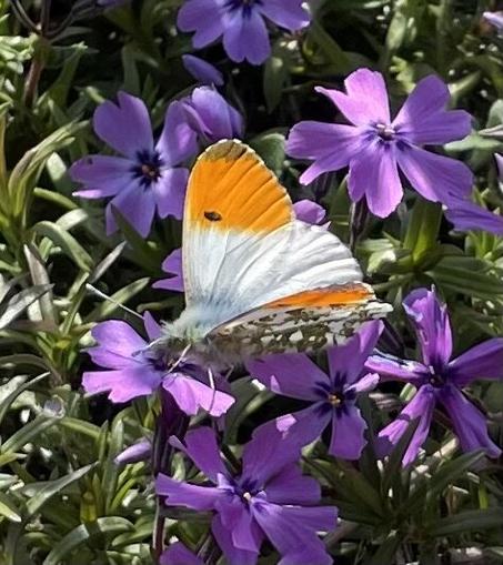 a male orange-tip butterfly, with furry white body and white upper wings with orange tips, mottled green underside, sits atop a tiny purple phlox flower, feeding.