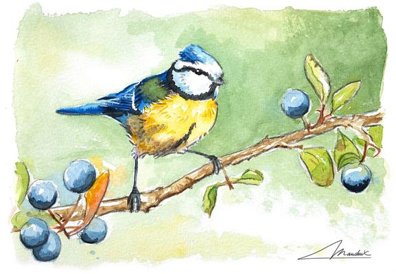 Aquarelle de mésange bleue perché sur une bracnhe de prunellier. Dessin réaliste sur fond vert. Le bleu de la mésange est mis en valeur par la couleurs des fruits.