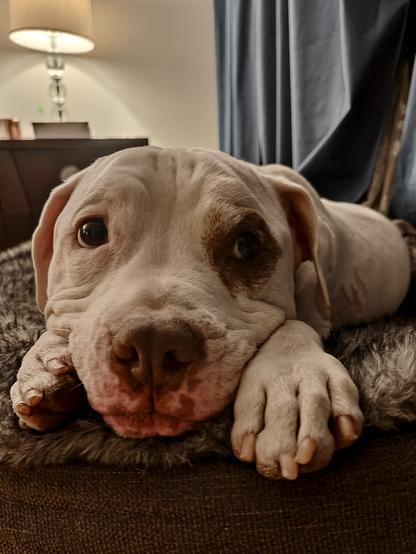 Pitbull hermoso descansando