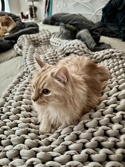 Kater liegt auf grob gestrickter Decke.