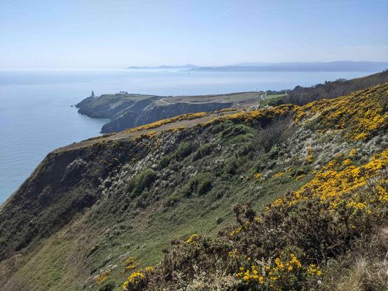 View across undulating clifftop towards a promontory with a lighthouse at the end. A bay beyond this, with land rising on the horizon. Blue skies, blue sea. Yellow gorse flowers adorn the clifftop merging together into middle distance.
